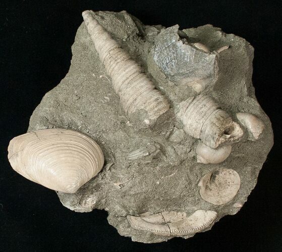 Cretaceous Gastropod And Clam Fossils - Coon Creek Formation #17048